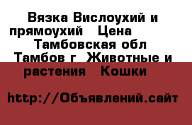 Вязка Вислоухий и прямоухий › Цена ­ 1 000 - Тамбовская обл., Тамбов г. Животные и растения » Кошки   